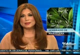 Noticias Telemundo 48 : KSTS : November 29, 2012 6:00pm-6:30pm PST