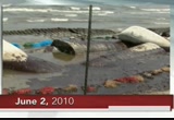 PBS NewsHour : WETA : June 2, 2010 7:00pm-8:00pm EDT