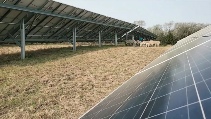 connexus-energy-welcomes-flock-of-sheep-to-solar-array-nmtv-free