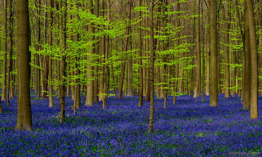 Hallerbos, a floresta azul da Bélgica