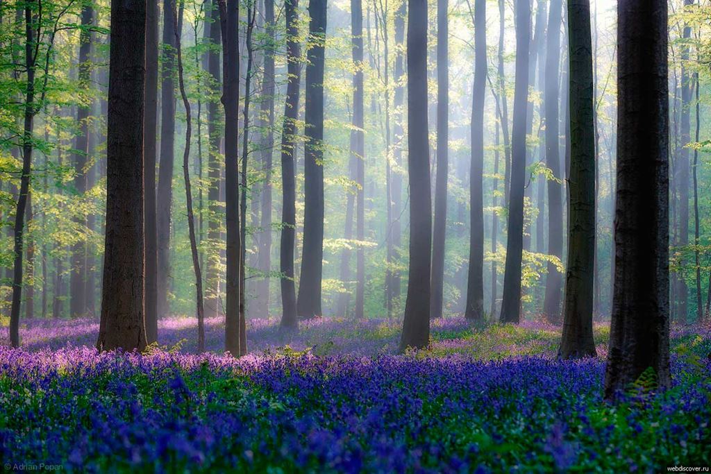 Hallerbos, a floresta azul da Bélgica