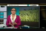 Melissa Harris-Perry : MSNBCW : April 28, 2013 7:00am-9:01am PDT