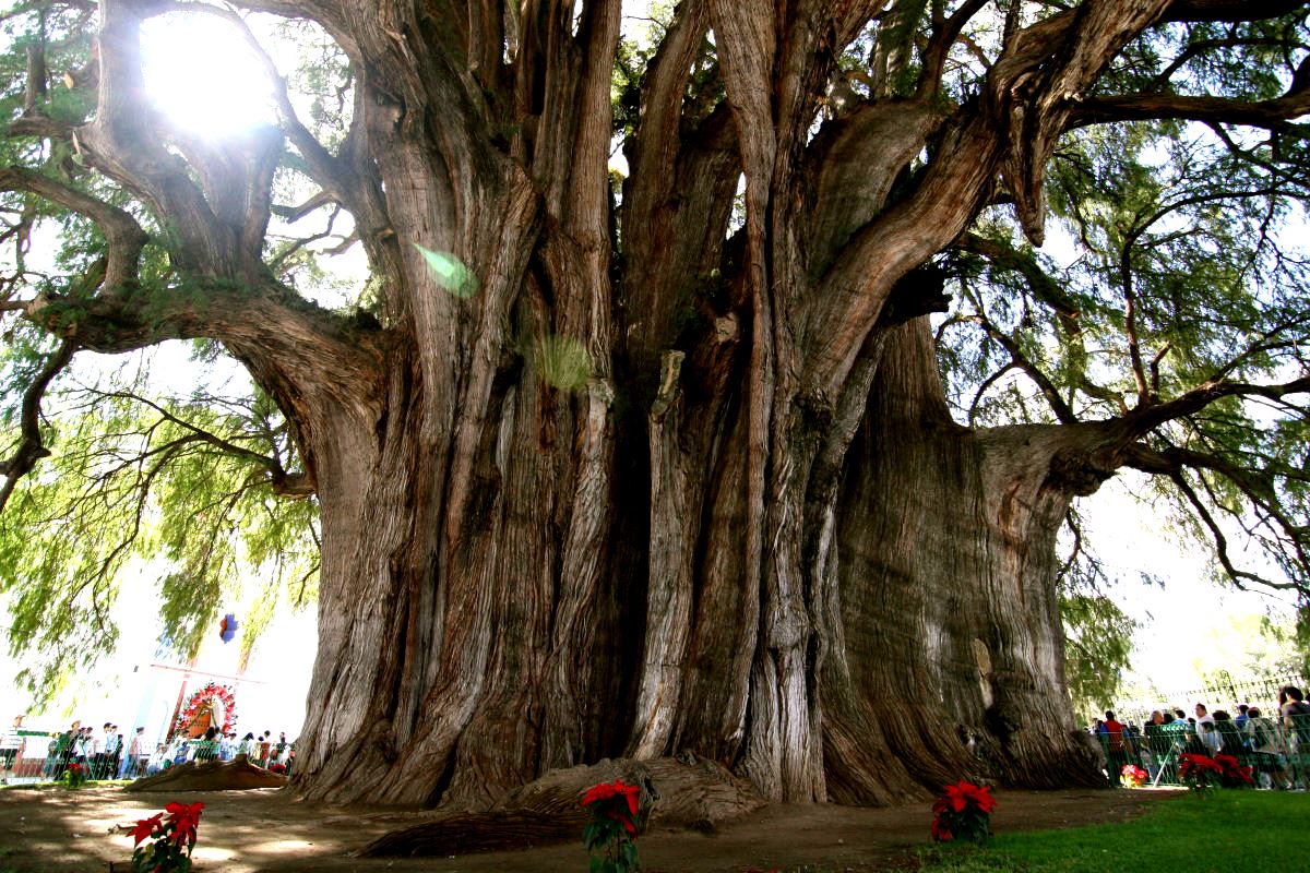El Gigante, a árvore de Santa María del Tule