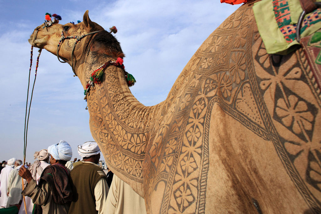 Bikaner Camel Festival, dedicado ao navio do deserto