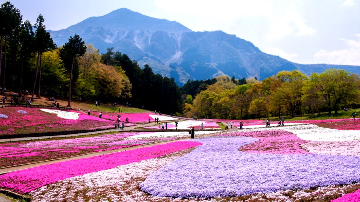 O espetáculo das flores de musgo no Japão