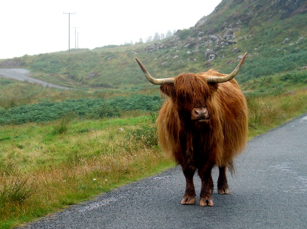 Highland Cattle, a vaca peluda da Escócia