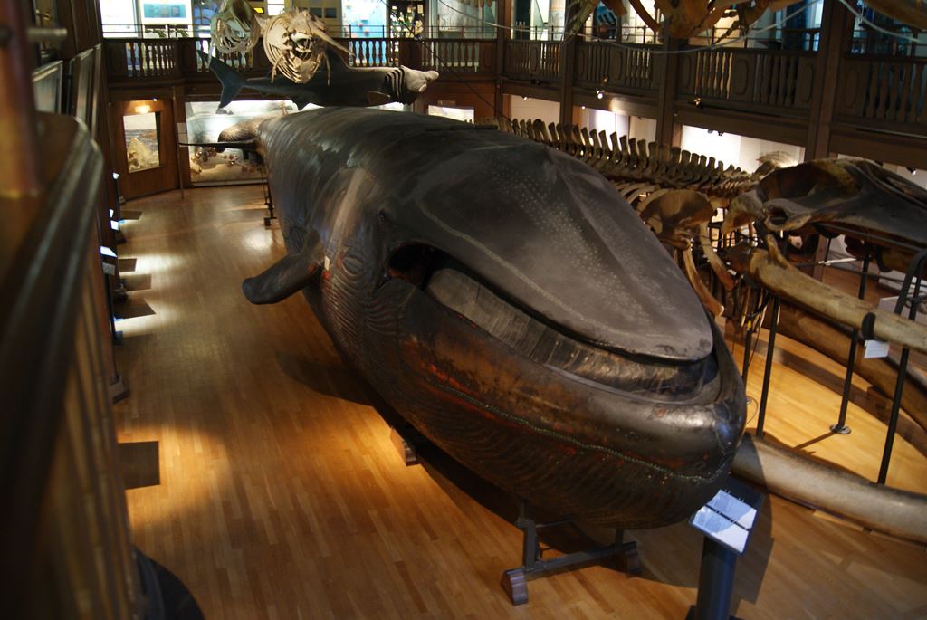 A baleia azul de Gotemburgo