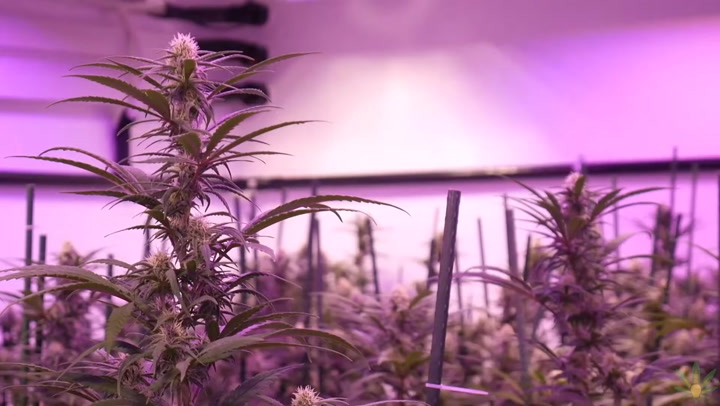 growing-indoor-cannabis-with-high-places-farms-in-oregon-cmh-led