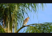 Red-shouldered Hawk video