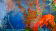 Daily Fish Tank Cam #goldfish