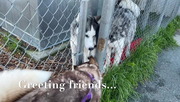 Freckles Looking for Her Furever Home #shorts #adoptdontshop #freckles #husky #shelterdogs