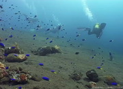Diving In Bali ( 720p)
